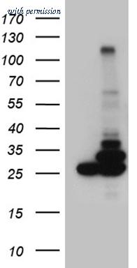 OriGene CF810859 image 1