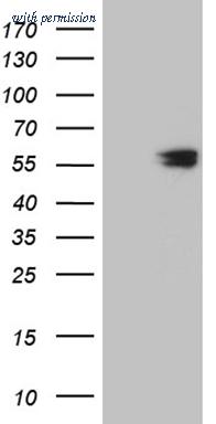 OriGene CF810862 image 1