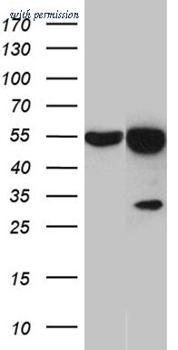 OriGene CF810866 image 1