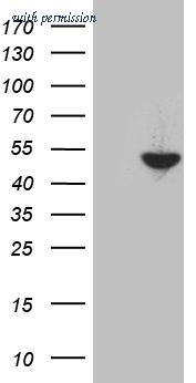OriGene CF810907 image 1