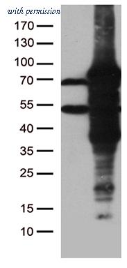 OriGene CF810947 image 1