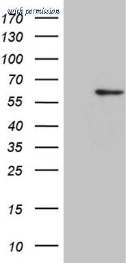 OriGene CF810949 image 1