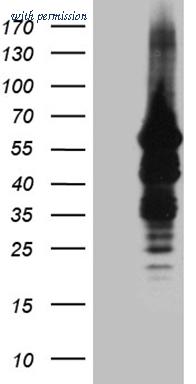 OriGene CF810973 image 1