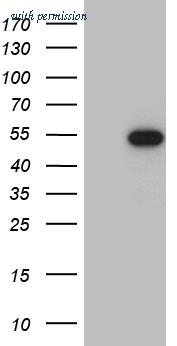 OriGene CF811005 image 1