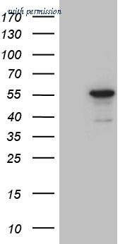 OriGene CF811010 image 1