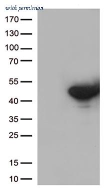 OriGene CF811034 image 1