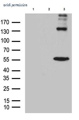 OriGene CF811064 image 1