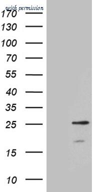 OriGene CF811077 image 1