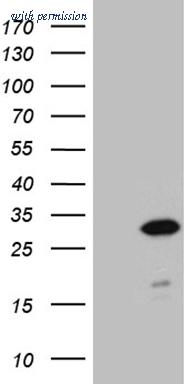 OriGene CF811088 image 1