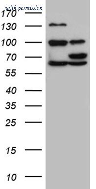 OriGene CF811140 image 1
