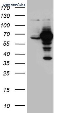 OriGene CF811144 image 1