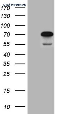 OriGene CF811145 image 1