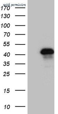 OriGene CF811169 image 1