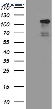OriGene CF811172 image 1