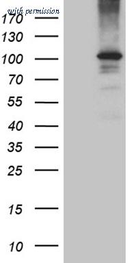 OriGene CF811173 image 1