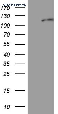 OriGene CF811174 image 1