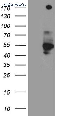 OriGene CF811175 image 1