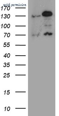 OriGene CF811186 image 1