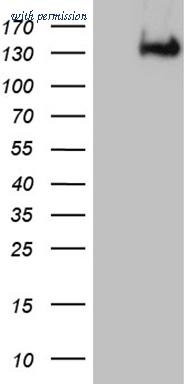 OriGene CF811194 image 1