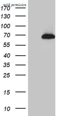 OriGene CF811200 image 1