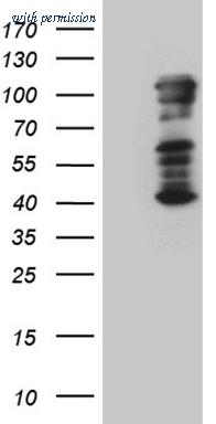 OriGene CF811201 image 1