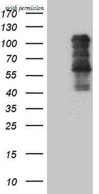 OriGene CF811209 image 1