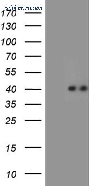 OriGene CF811213 image 1