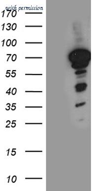 OriGene CF811216 image 1