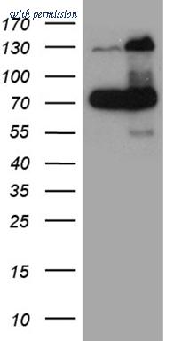 OriGene CF811221 image 1