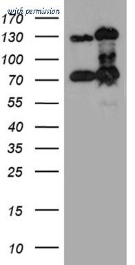 OriGene CF811222 image 1