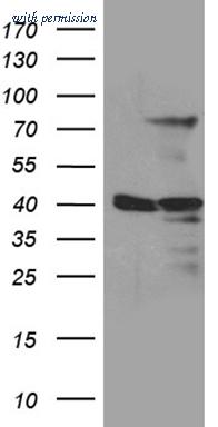 OriGene CF811223 image 1