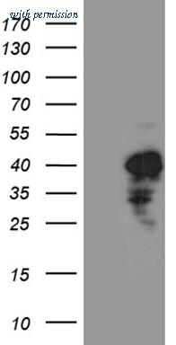 OriGene CF811224 image 1