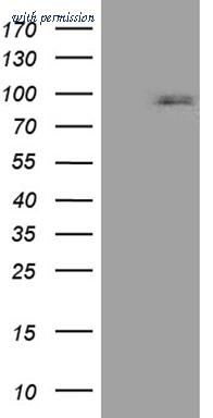 OriGene CF811226 image 1