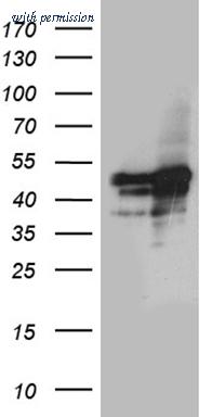 OriGene CF811261 image 1