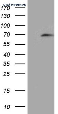 OriGene CF811269 image 1