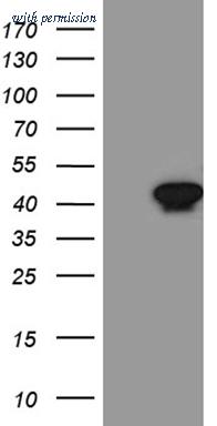 OriGene CF811272 image 1