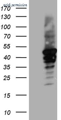 OriGene CF811273 image 1