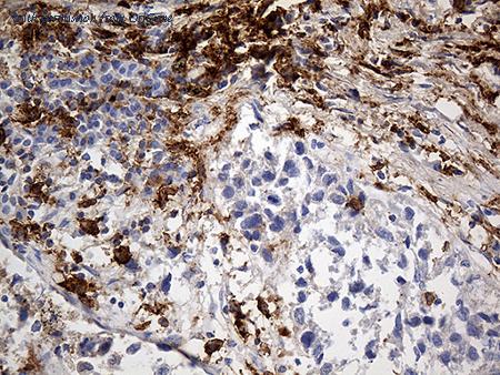 OriGene CF811289 image 1