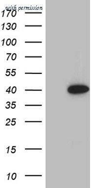 OriGene CF811313 image 1