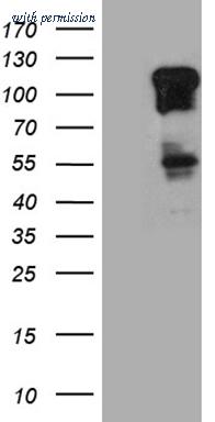 OriGene CF811357 image 1