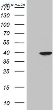 OriGene CF811370 image 1