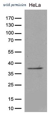 OriGene CF811373 image 1