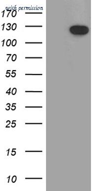 OriGene CF811375 image 1