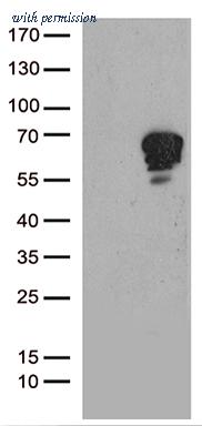 OriGene CF811400 image 1
