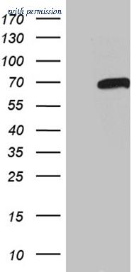 OriGene CF811405 image 1