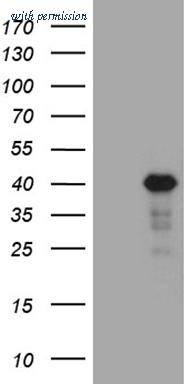 OriGene CF811408 image 1
