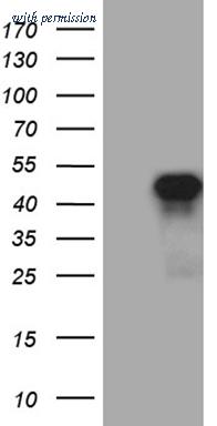 OriGene CF811410 image 1