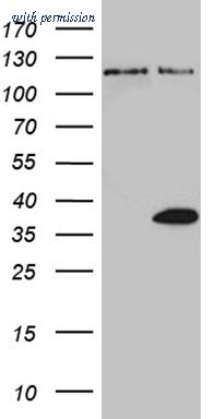 OriGene CF811425 image 1
