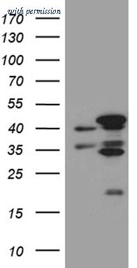 OriGene CF811428 image 1