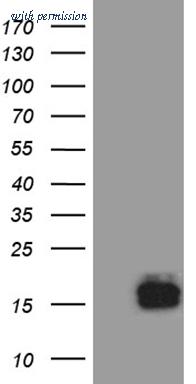 OriGene CF811442 image 1